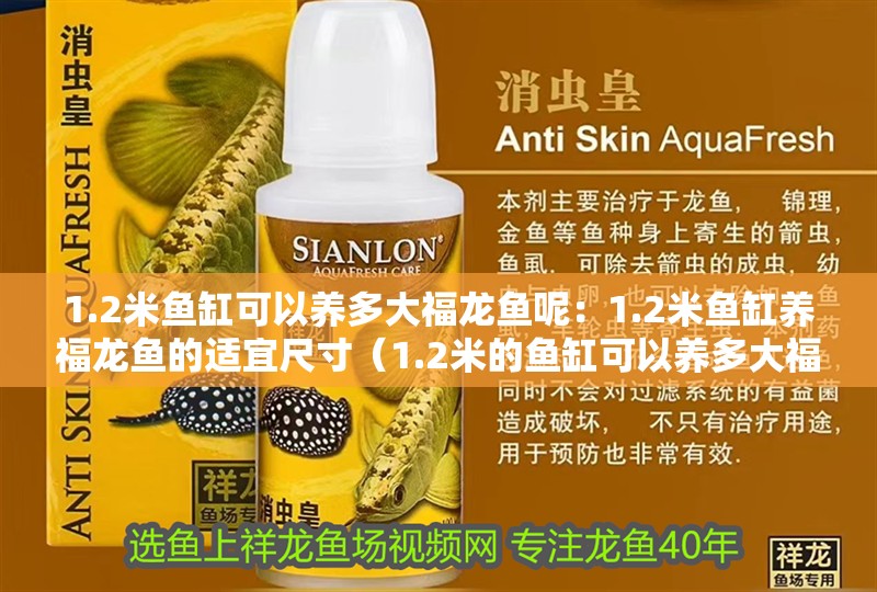 1.2米魚缸可以養多大福龍魚呢：1.2米魚缸養福龍魚的適宜尺寸（1.2米的魚缸可以養多大福龍魚）