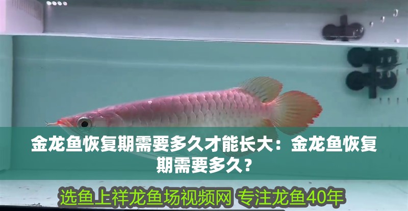 金龍魚恢復期需要多久才能長大：金龍魚恢復期需要多久？