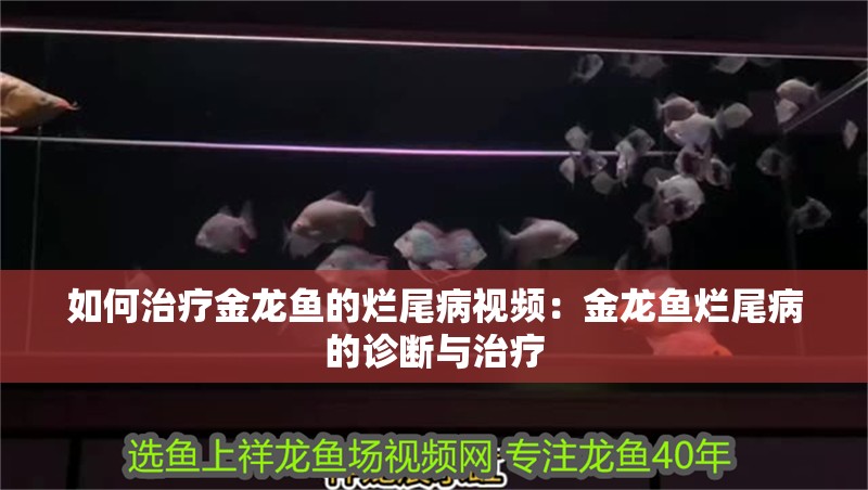 如何治療金龍魚的爛尾病視頻：金龍魚爛尾病的診斷與治療 如何治療金龍魚的爛尾病視頻：金龍魚爛尾病的診斷與治療 水族問答