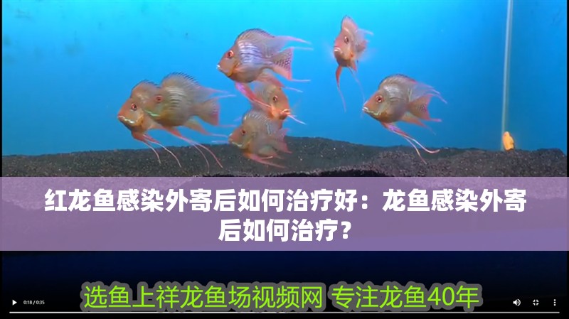 紅龍魚感染外寄后如何治療好：龍魚感染外寄后如何治療？