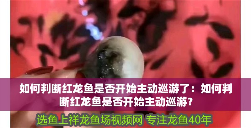 如何判斷紅龍魚是否開始主動(dòng)巡游了：如何判斷紅龍魚是否開始主動(dòng)巡游？