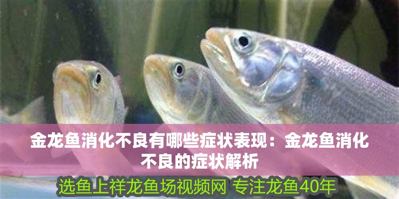 金龍魚消化不良有哪些癥狀表現(xiàn)：金龍魚消化不良的癥狀解析
