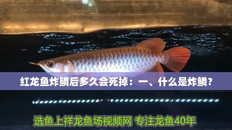 紅龍魚炸鱗后多久會死掉：一、什么是炸鱗？