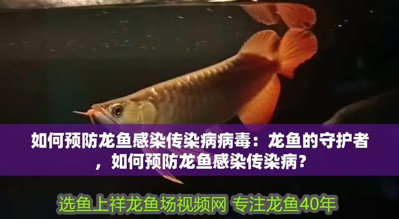 如何預防龍魚感染傳染病病毒：龍魚的守護者，如何預防龍魚感染傳染病？