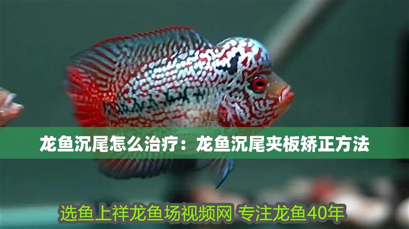 龍魚(yú)沉尾怎么治療：龍魚(yú)沉尾夾板矯正方法
