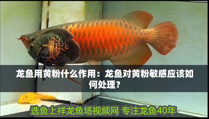 龍魚用黃粉什么作用：龍魚對黃粉敏感應該如何處理？
