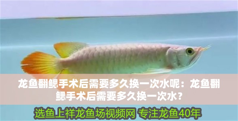 龍魚翻鰓手術后需要多久換一次水呢：龍魚翻鰓手術后需要多久換一次水？