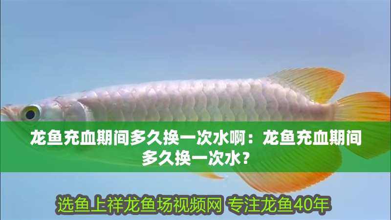 龍魚(yú)充血期間多久換一次水啊：龍魚(yú)充血期間多久換一次水？ 龍魚(yú)充血期間多久換一次水啊：龍魚(yú)充血期間多久換一次水？ 水族問(wèn)答