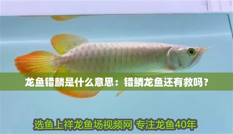 龍魚錯(cuò)麟是什么意思：錯(cuò)鱗龍魚還有救嗎？