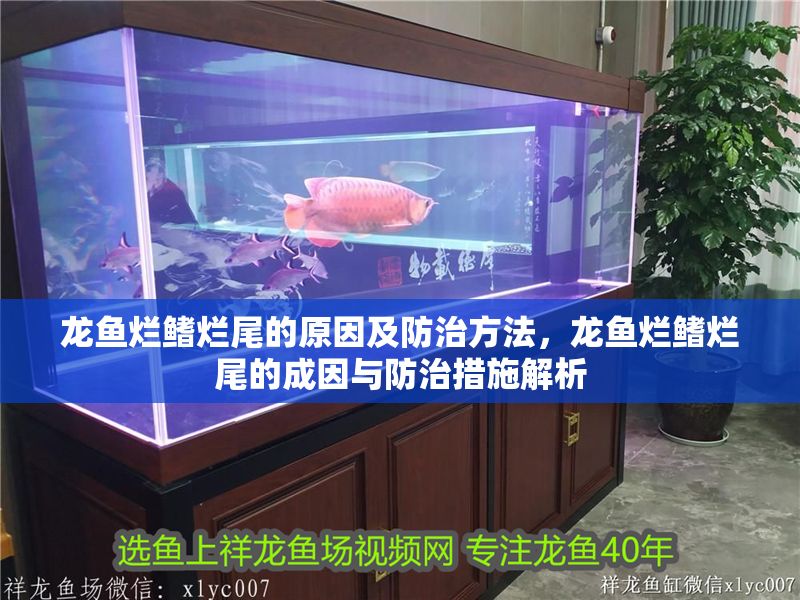 龍魚爛鰭爛尾的原因及防治方法，龍魚爛鰭爛尾的成因與防治措施解析