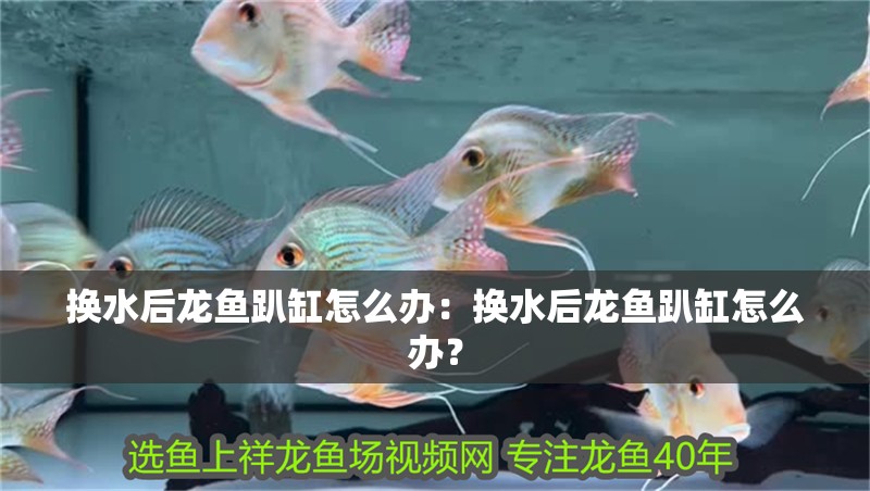 換水后龍魚趴缸怎么辦：換水后龍魚趴缸怎么辦？