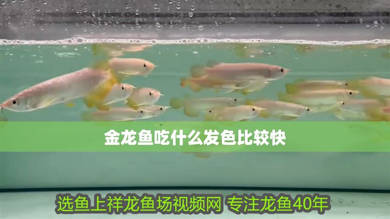 金龍魚吃什么發色比較快