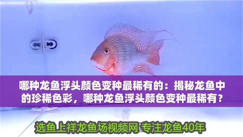 哪種龍魚浮頭顏色變種最稀有的：揭秘龍魚中的珍稀色彩，哪種龍魚浮頭顏色變種最稀有？ 哪種龍魚浮頭顏色變種最稀有的：揭秘龍魚中的珍稀色彩，哪種龍魚浮頭顏色變種最稀有？ 水族問答