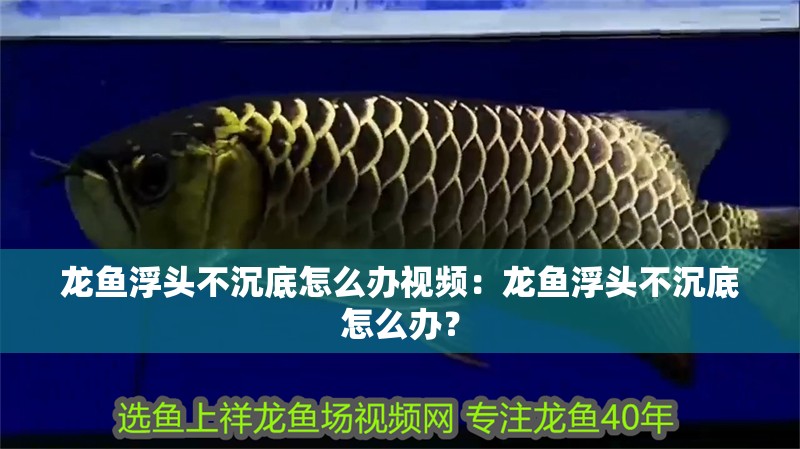 龍魚浮頭不沉底怎么辦視頻：龍魚浮頭不沉底怎么辦？