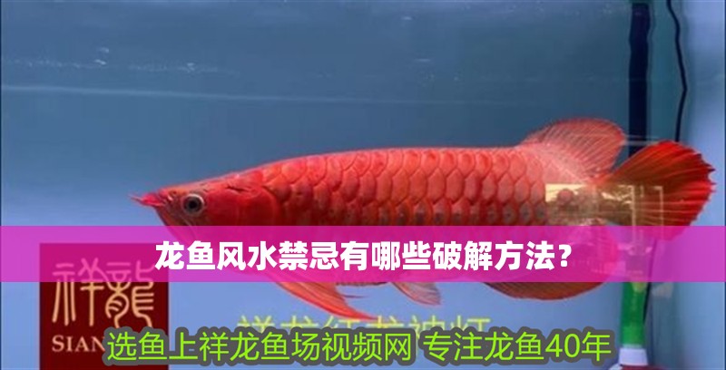 龍魚風水禁忌有哪些破解方法？