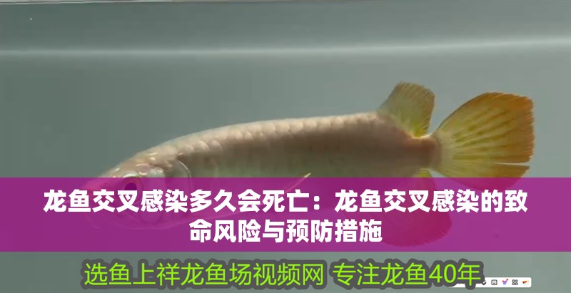 龍魚交叉感染多久會死亡：龍魚交叉感染的致命風險與預(yù)防措施