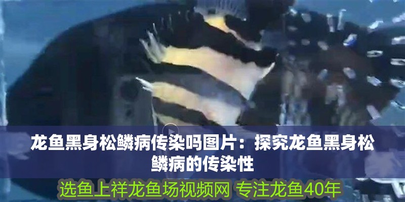 龍魚黑身松鱗病傳染嗎圖片：探究龍魚黑身松鱗病的傳染性