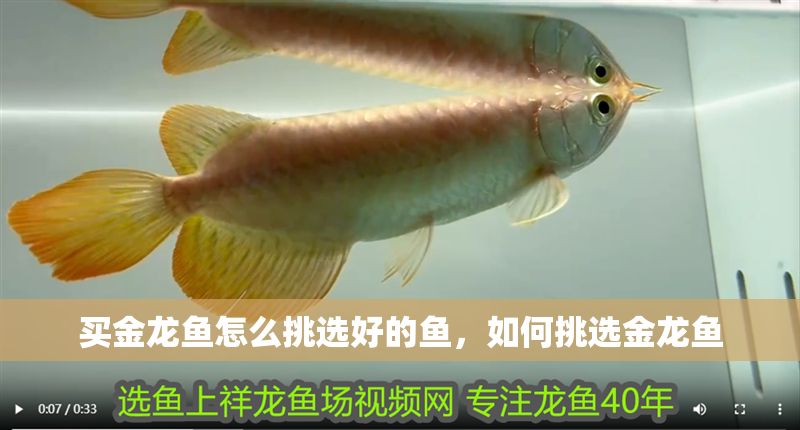 買金龍魚(yú)怎么挑選好的魚(yú)，如何挑選金龍魚(yú)