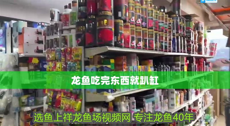 龍魚吃完東西就趴缸