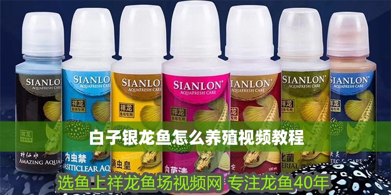白子銀龍魚怎么養殖視頻教程