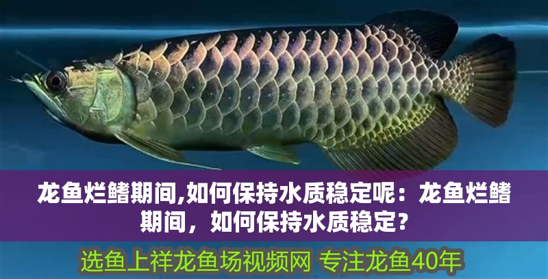 龍魚爛鰭期間,如何保持水質(zhì)穩(wěn)定呢：龍魚爛鰭期間，如何保持水質(zhì)穩(wěn)定？
