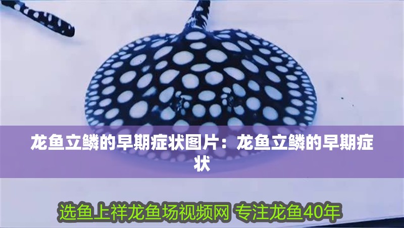 龍魚立鱗的早期癥狀圖片：龍魚立鱗的早期癥狀