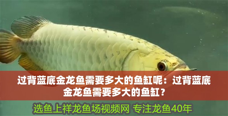 過背藍底金龍魚需要多大的魚缸呢：過背藍底金龍魚需要多大的魚缸？