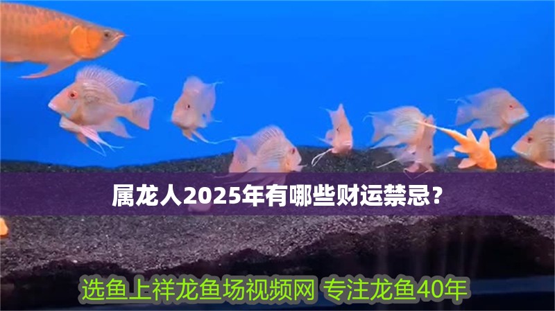 屬龍人2025年有哪些財運禁忌？