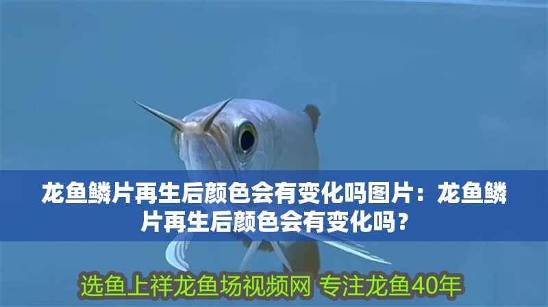 龍魚鱗片再生后顏色會有變化嗎圖片：龍魚鱗片再生后顏色會有變化嗎？