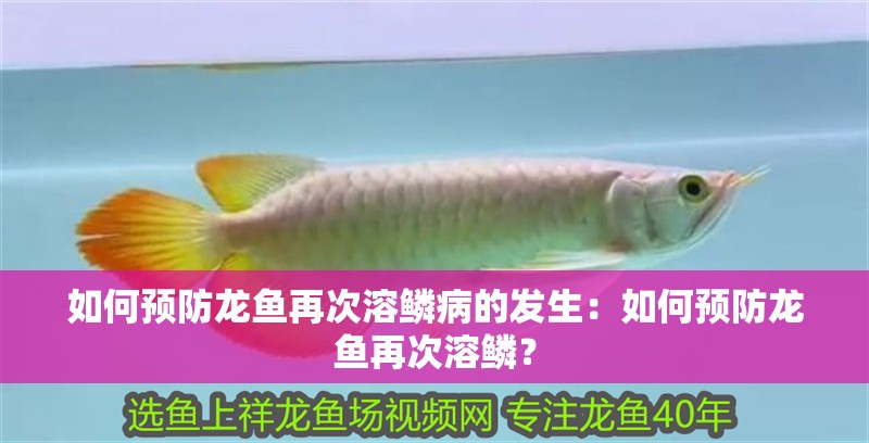 如何預(yù)防龍魚再次溶鱗病的發(fā)生：如何預(yù)防龍魚再次溶鱗？ 如何預(yù)防龍魚再次溶鱗病的發(fā)生：如何預(yù)防龍魚再次溶鱗？ 水族問(wèn)答