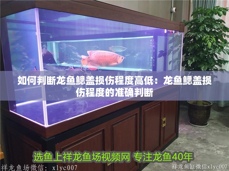 如何判斷龍魚鰓蓋損傷程度高低：龍魚鰓蓋損傷程度的準確判斷