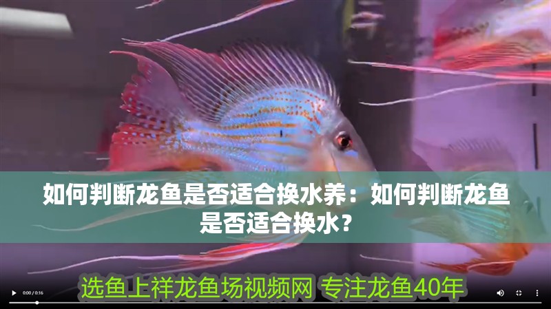 如何判斷龍魚是否適合換水養：如何判斷龍魚是否適合換水？