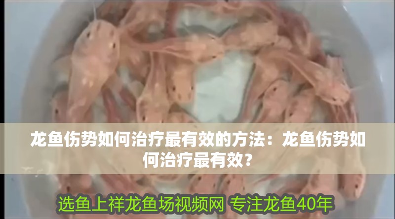 龍魚傷勢如何治療最有效的方法：龍魚傷勢如何治療最有效？