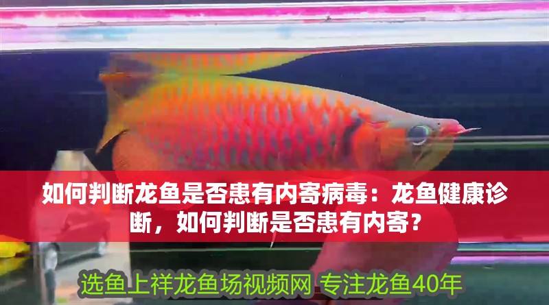 如何判斷龍魚是否患有內(nèi)寄病毒：龍魚健康診斷，如何判斷是否患有內(nèi)寄？