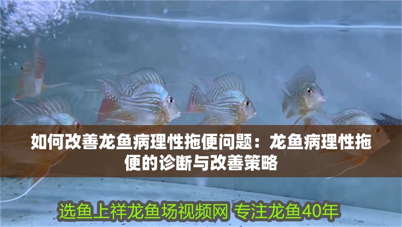 如何改善龍魚病理性拖便問題：龍魚病理性拖便的診斷與改善策略 如何改善龍魚病理性拖便問題：龍魚病理性拖便的診斷與改善策略 水族問答
