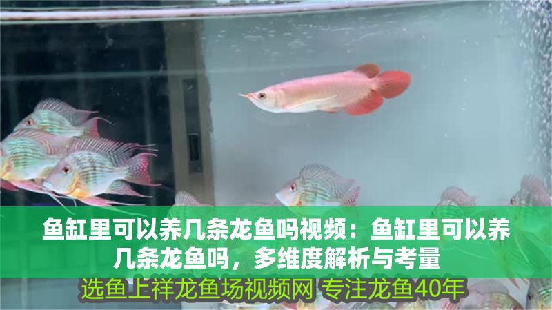 魚缸里可以養幾條龍魚嗎視頻：魚缸里可以養幾條龍魚嗎，多維度解析與考量