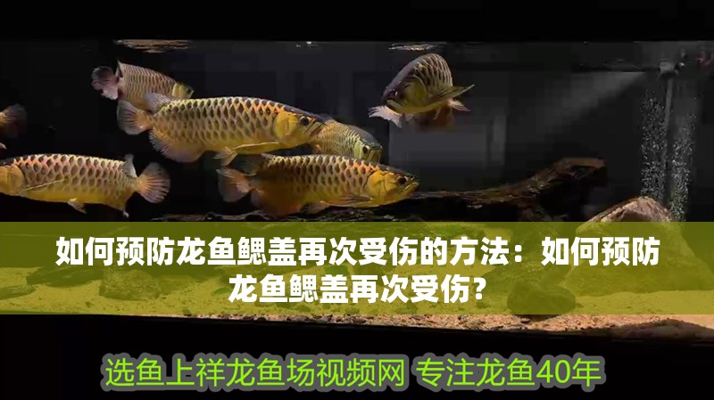 如何預防龍魚鰓蓋再次受傷的方法：如何預防龍魚鰓蓋再次受傷？