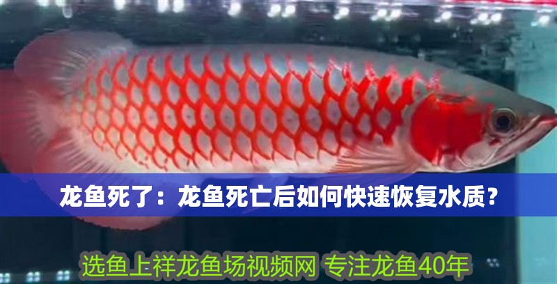 龍魚死了：龍魚死亡后如何快速恢復水質(zhì)？