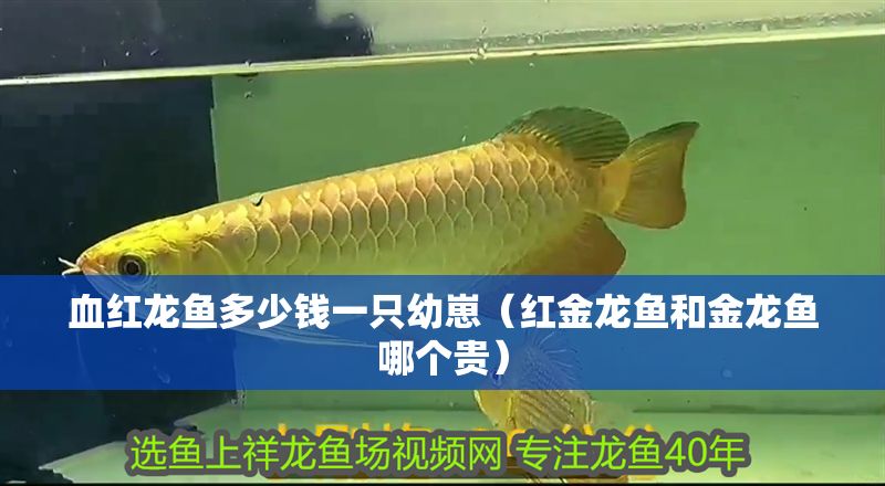 血紅龍魚多少錢一只幼崽（紅金龍魚和金龍魚哪個貴）