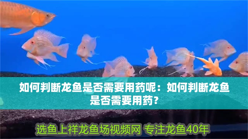 如何判斷龍魚是否需要用藥呢：如何判斷龍魚是否需要用藥？