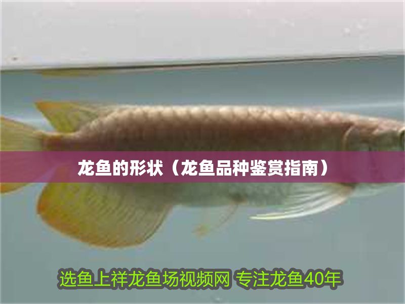 龍魚的形狀（龍魚品種鑒賞指南）