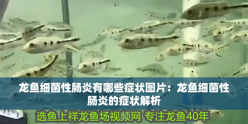 龍魚細菌性腸炎有哪些癥狀圖片：龍魚細菌性腸炎的癥狀解析