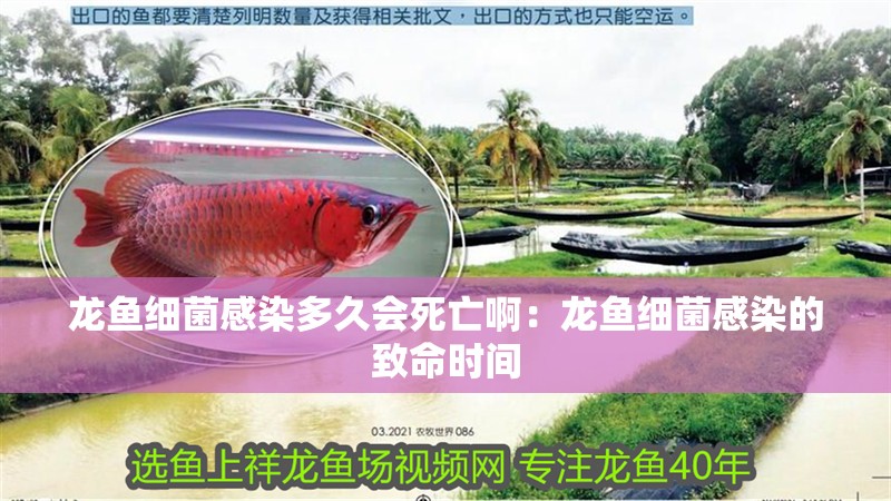 龍魚(yú)細(xì)菌感染多久會(huì)死亡啊：龍魚(yú)細(xì)菌感染的致命時(shí)間