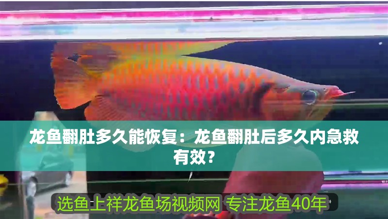 龍魚翻肚多久能恢復：龍魚翻肚后多久內急救有效？