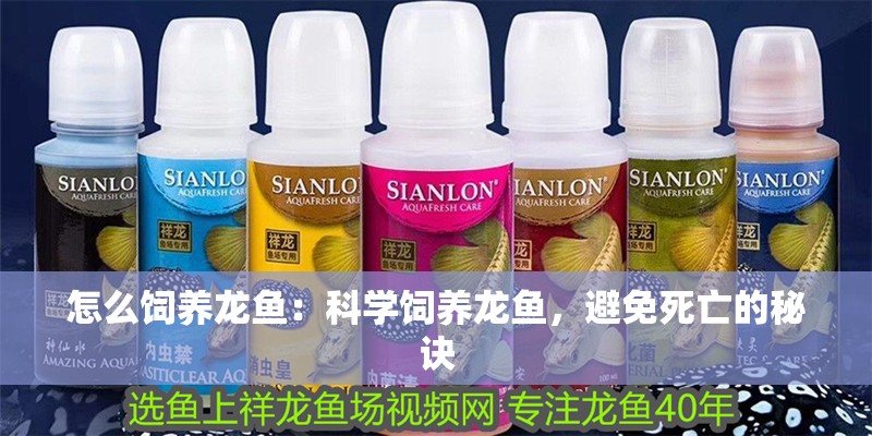 怎么飼養龍魚：科學飼養龍魚，避免死亡的秘訣