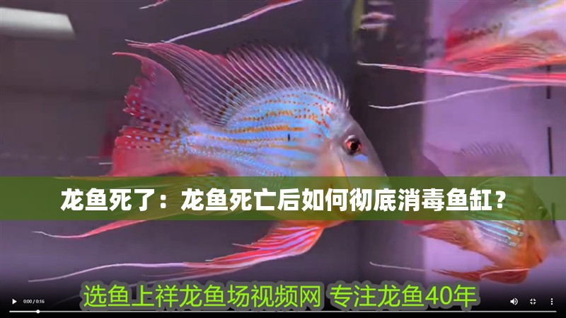 龍魚死了：龍魚死亡后如何徹底消毒魚缸？