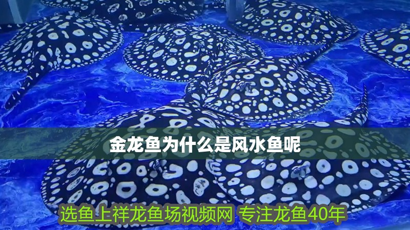 金龍魚為什么是風水魚呢