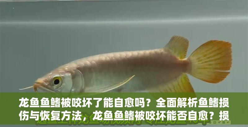 龍魚魚鰭被咬壞了能自愈嗎？全面解析魚鰭損傷與恢復方法，龍魚魚鰭被咬壞能否自愈？損傷修復與護理全指南