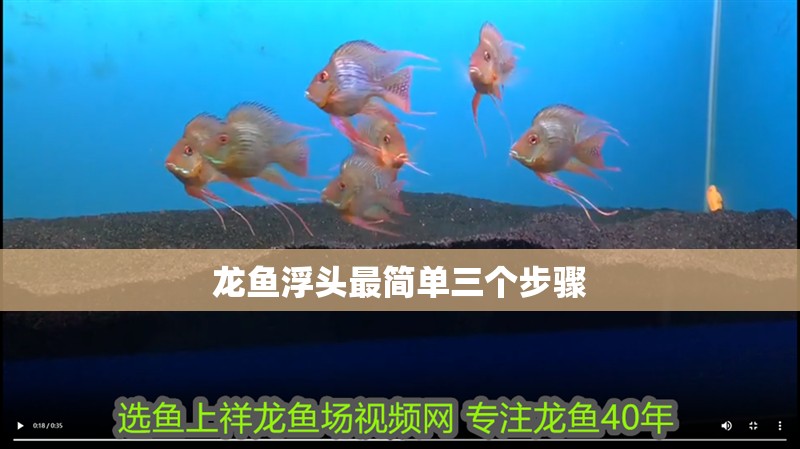 龍魚浮頭最簡(jiǎn)單三個(gè)步驟