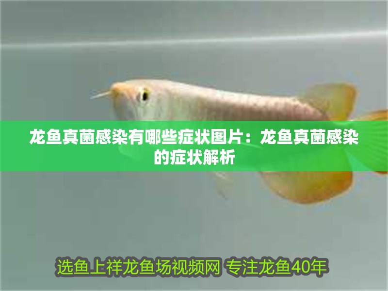 龍魚真菌感染有哪些癥狀圖片：龍魚真菌感染的癥狀解析